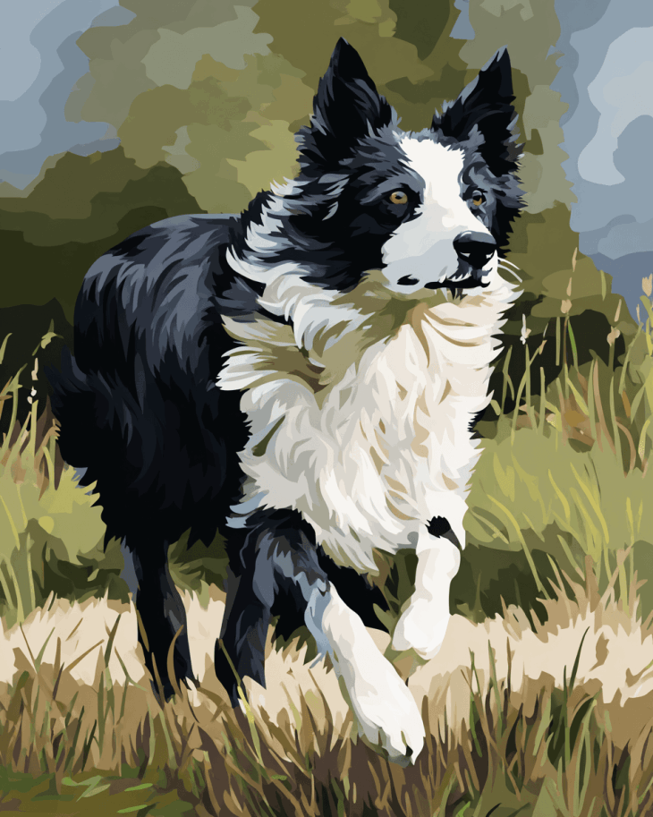 image of a border collie